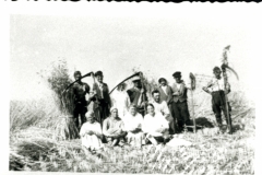 Ernte-bei-Tappenbeck1