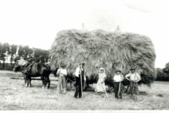 Ernte-bei-Tappenbeck4